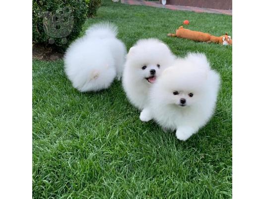 PoulaTo: Αξιολάτρευτα κουτάβια Pomeranian για υιοθεσία