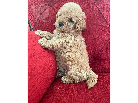 Κουτάβια Poodle