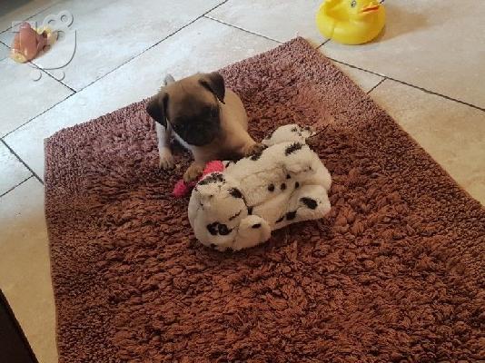 PoulaTo: Σούπερ Adorable Pug κουτάβια