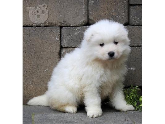 Πωλούνται κουτάβια Samoyed Nice.