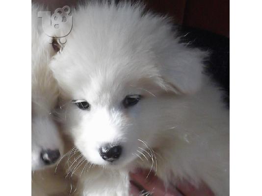 Samoyed Diathésima arseniká kai thilyká.