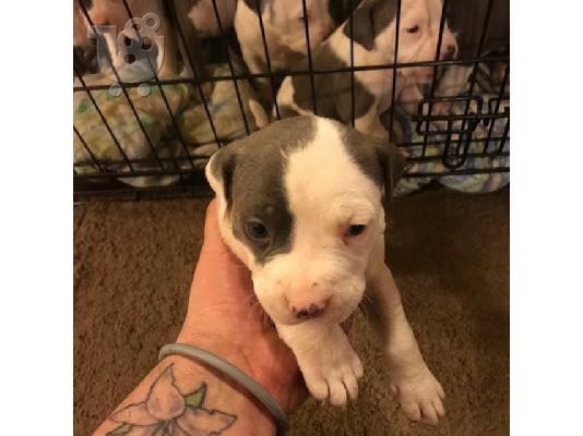 Pit Bull - 