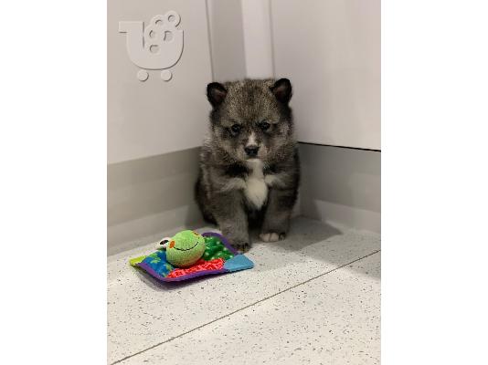 Εκπληκτικά κουτάβια  Pomsky
