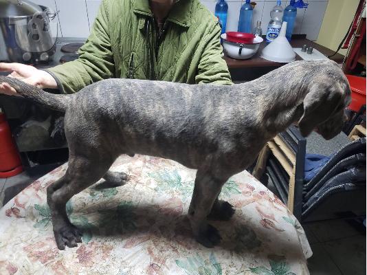 Cane Corso κουτάβια προς πώληση