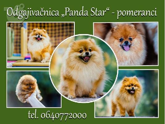Pomeranian Γιούχα κουτάβια