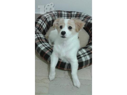 πανεμορφο epaniel-jack russel