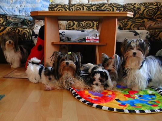 PoulaTo: Χαριτωμένο καθαρόαιμο κουτάβι biewer yorkshire terrier
