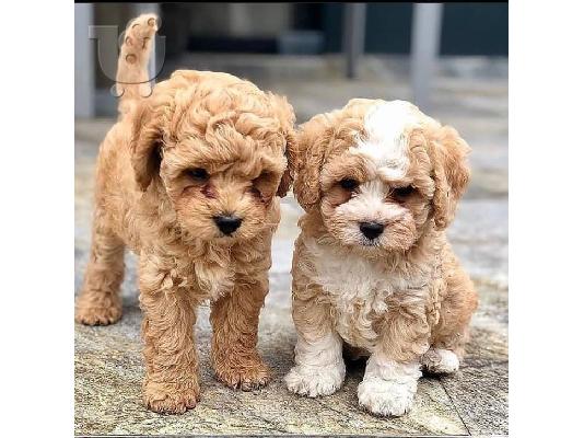 PoulaTo: Όμορφα κουτάβια Cavapoo