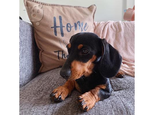 PoulaTo: Χριστούγεννα Dachshund