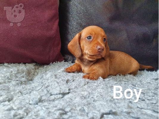 υπέροχα Dachshunds προς πώληση