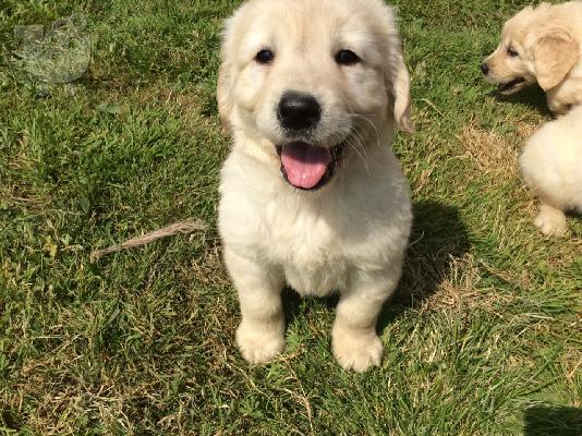 Γλυκά Golden Retriever κουτάβια προς πώληση