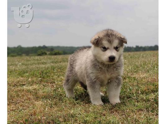PoulaTo: κουτάβια Alaskan Malamute