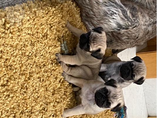 PoulaTo: Από μια γέννα της pugs kc reg 5 υγεία, έχω 2 διαθέσιμα