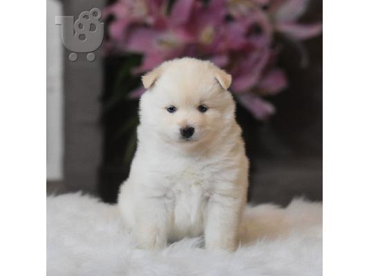 Διατίθενται όμορφα κουτάβια Pomsky.