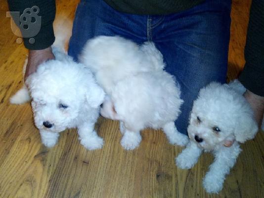 Cute Bichon Frise Puppies Διαθέσιμο προς πώληση