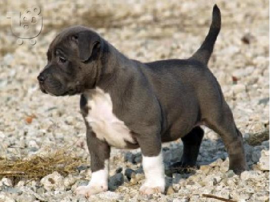 PoulaTo: Αμερικανικά κουτάβια Pit Bull
