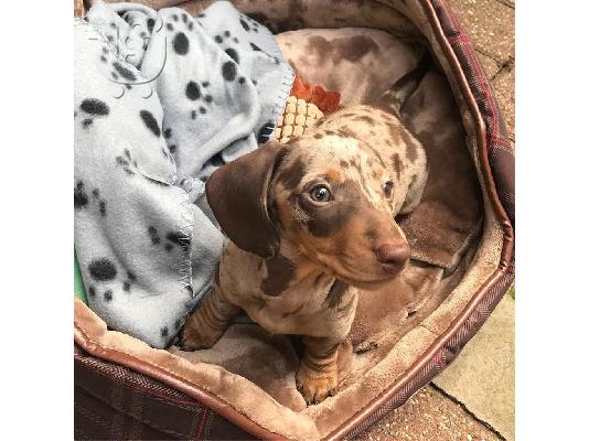 ΣΚΥΛΟΣ DACHSHUND