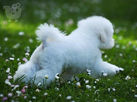 Bichon Frize αρσενικό κουτάβι