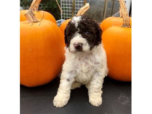 PoulaTo: Lagotto Romagnolo