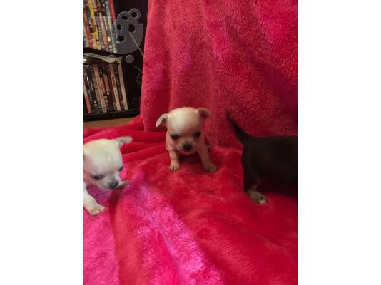 Chihuahua σκυλιά και κουτάβια προς πώληση