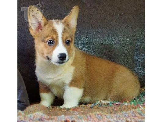 Pembroke Corgi