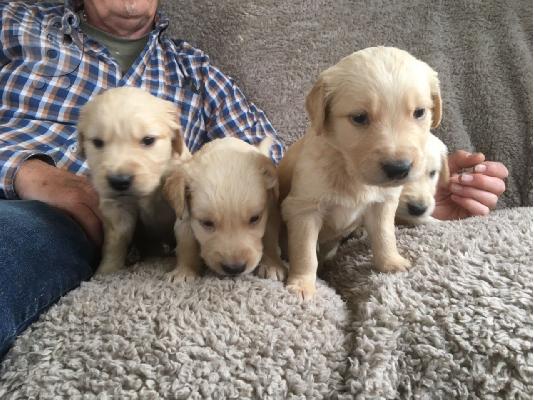 Όμορφα κουτάβια Golden Retriever προς πώληση