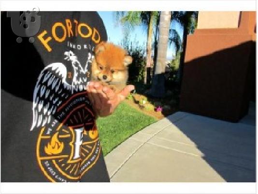 PoulaTo: Lovely Pomeranian κουτάβια προς πώληση