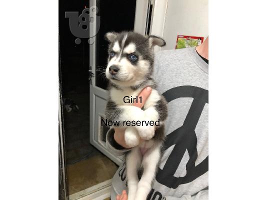 beuatiful SIBERAN HUSKY κουτάβι διαθέσ