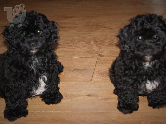 Πανέμορφο Shih Tzu προς πώληση.