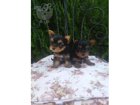 yorkshire terrier toy