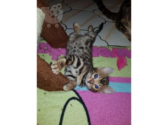 Η όμορφη Bengal Kitten Gccf είναι εγγεγραμμένη