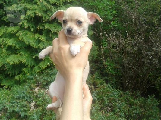 Chihuahua σκυλιά και κουτάβια προς πώληση