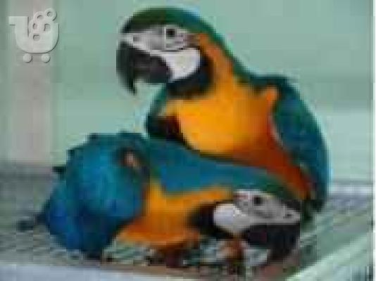 PoulaTo: (Samsung UE32C6510 LED TV 32' )