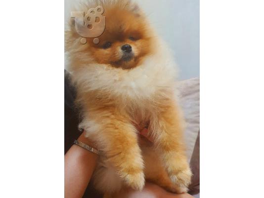 PoulaTo: Pomeranian Spitz κουτάβια