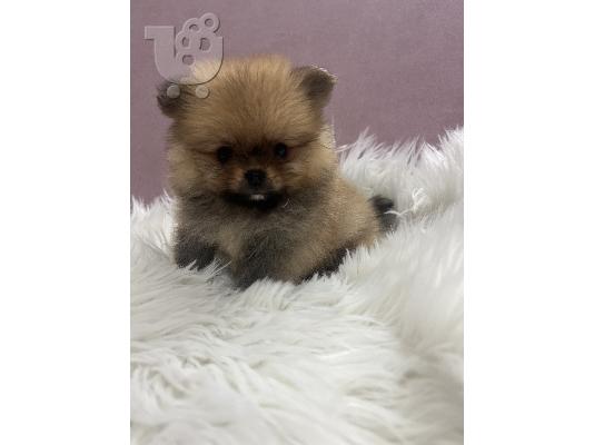 PoulaTo: Pomeranian BOO κουτάβια