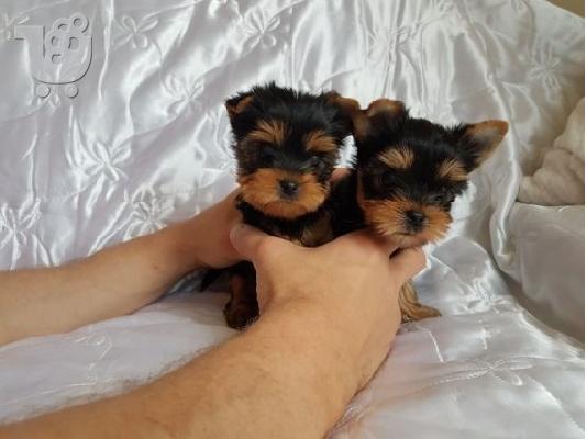 PoulaTo: mini yorkshire terrier