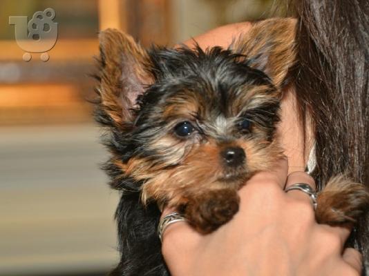 PoulaTo: Καθαρόαιμα μικροσκοπικά κουτάβια Yorkie