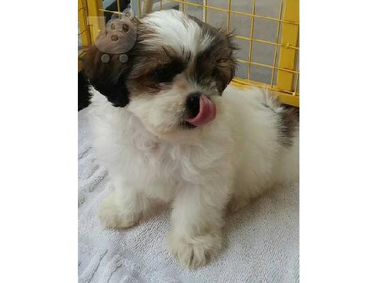 PoulaTo: Καλό Κοιτάζοντας κουτάβια Shih Tzu