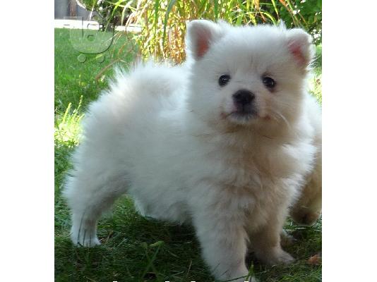 PoulaTo: Spitz mini white
