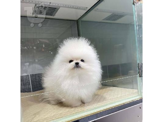 Adorable Pomeranian puppy   WhatsApp at +31687270602