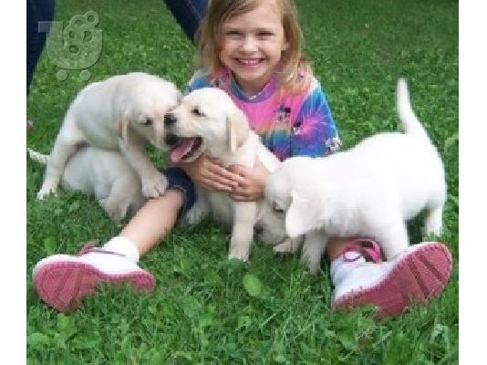 PoulaTo: Υπέροχο Labrador Retriever Pups προς πώληση