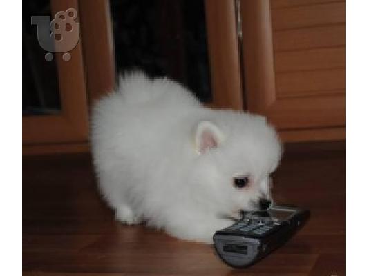 Σούπερ Pomeranian κουτάβια τώρα διαθέσιμα