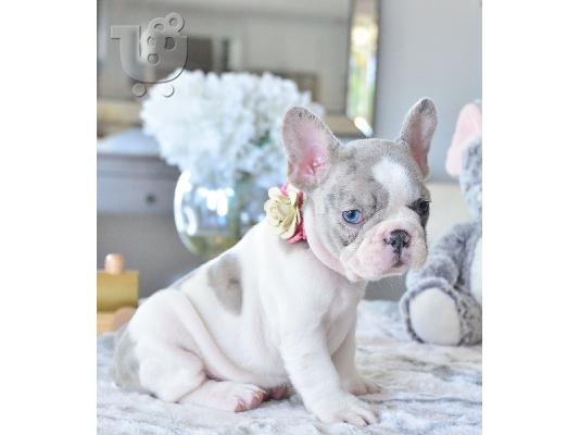 PoulaTo: French bulldog