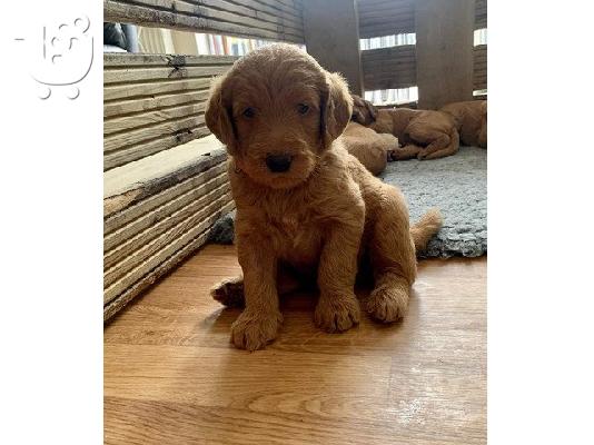 Πωλούνται κουτάβια Labradoodle