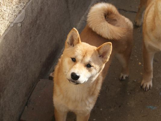 Shiba Inu κουτάβια προς πώληση