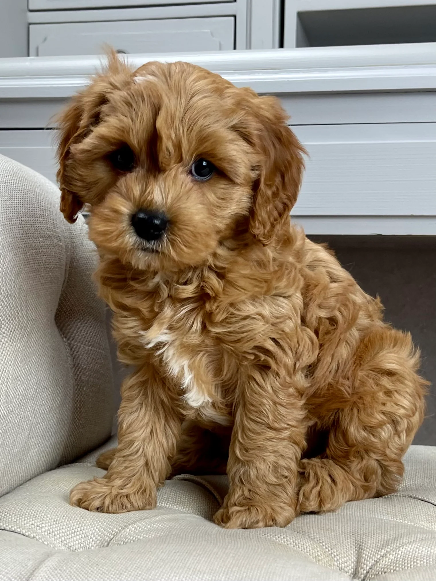 PoulaTo: Cavapoo