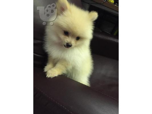 PoulaTo: Γλυκά μικρά Pomeranian κουτάβια