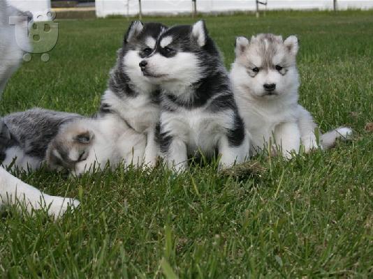 PoulaTo: Χαριτωμένα κουτάβια Husky διαθέσιμα τώρα