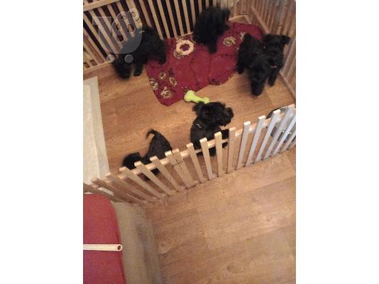 PoulaTo: Schnauzer mini - Σνάουτσερ μινι