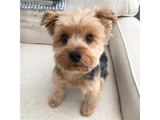 PoulaTo: AKC Yorkshire Terrier Puppy